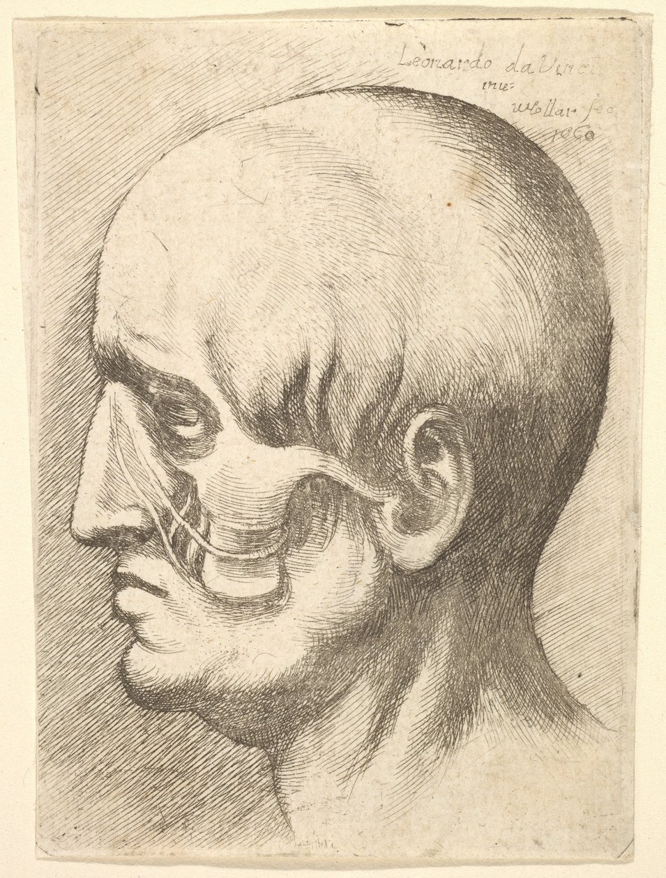 Férfi fej profilban balra, izomzattal, 1660. alkotó: Wenceslaus Hollar