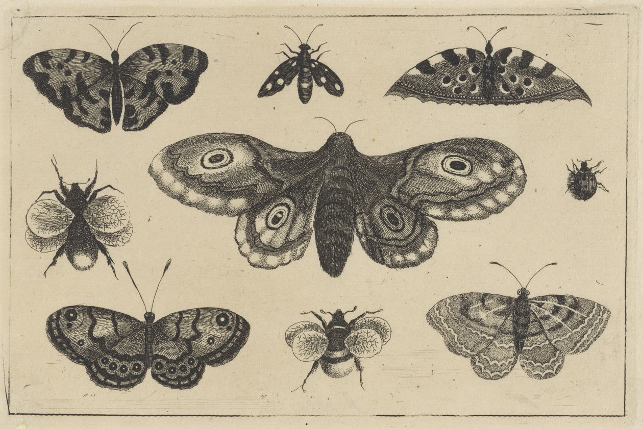 Moly, négy pillangó, két poszméh és két másik rovar Különféle rovarok (sorozat címe) Diversae Insectorum (sorozat címe) alkotó: Wenceslaus Hollar