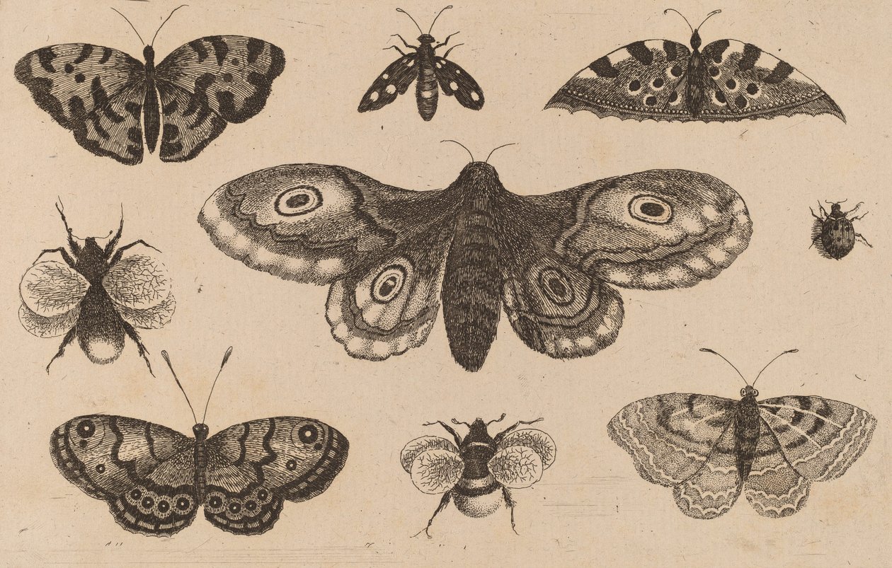 Lepkék, lepkék és méhek. alkotó: Wenceslaus Hollar