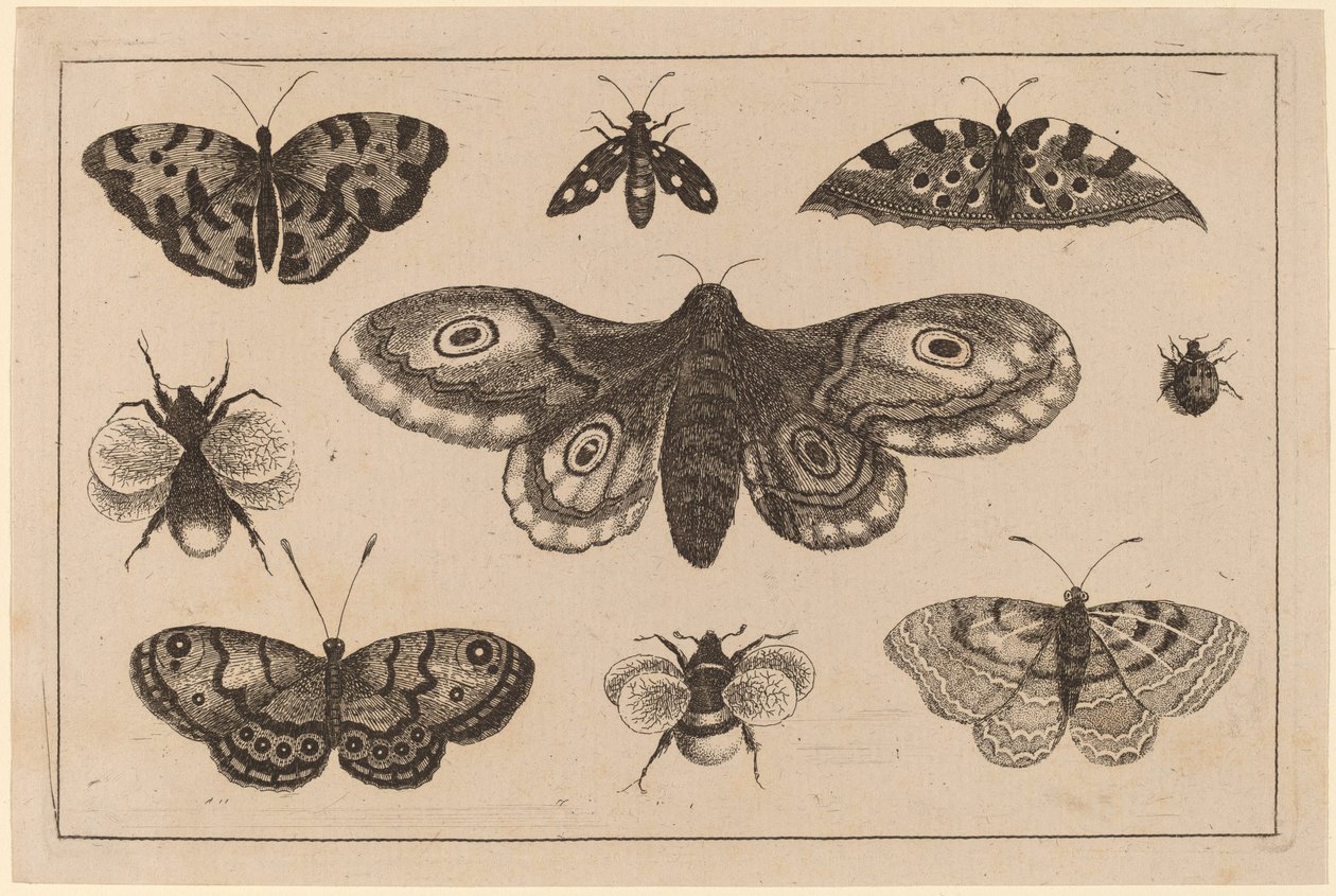 Lepkék, lepkék és méhek alkotó: Wenceslaus Hollar