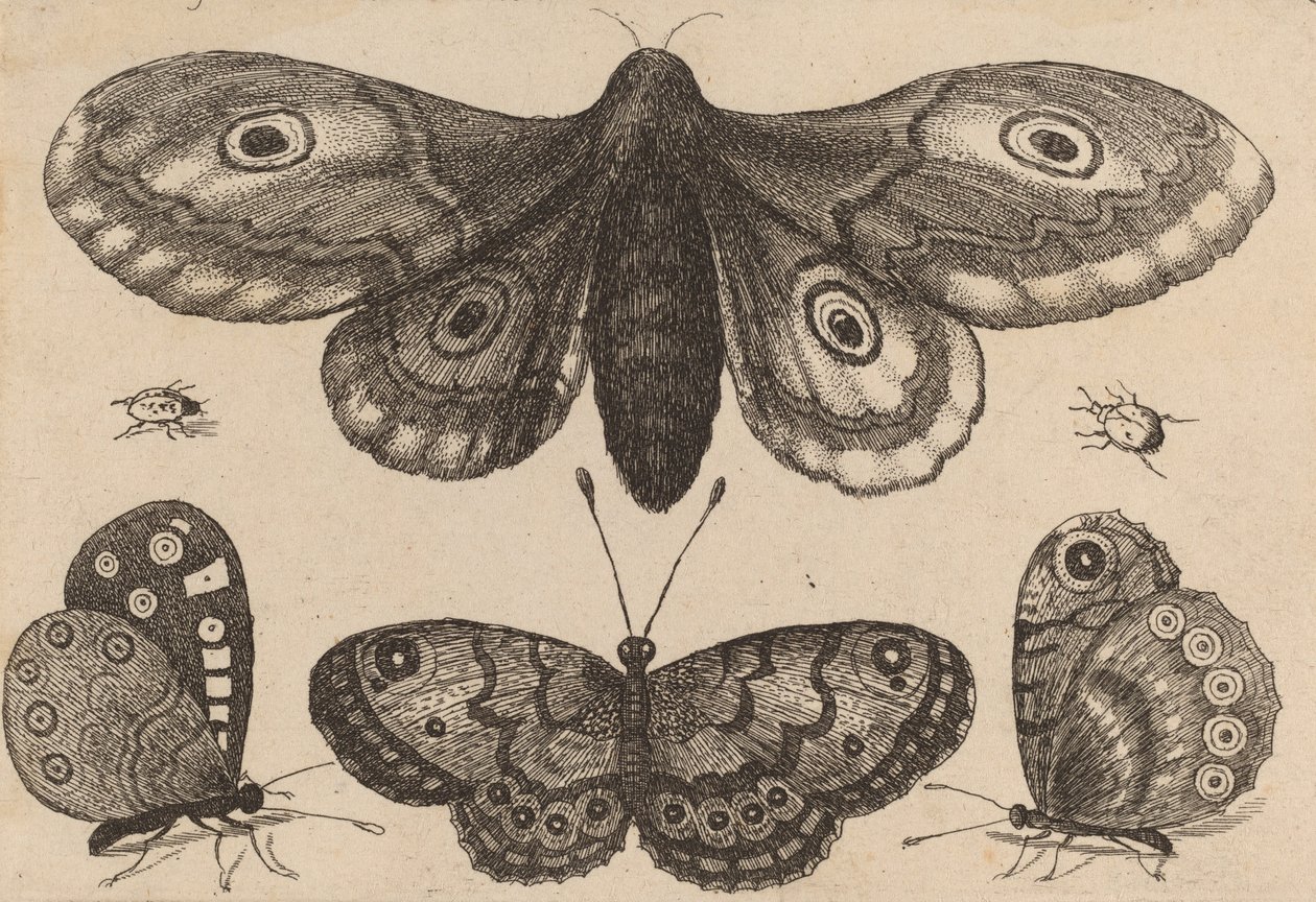 Moly, három pillangó és két bogár, 1646. alkotó: Wenceslaus Hollar