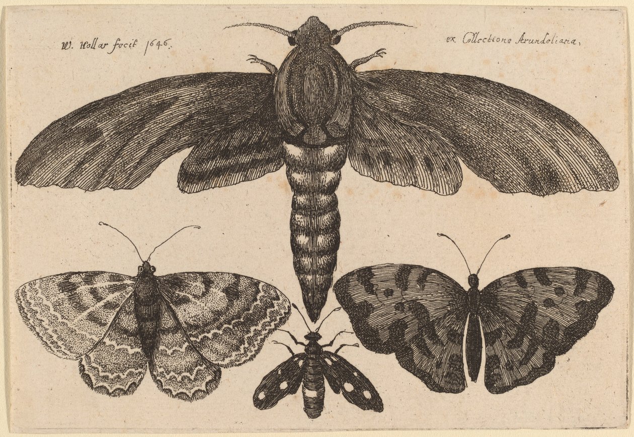 Moly és három pillangó alkotó: Wenceslaus Hollar