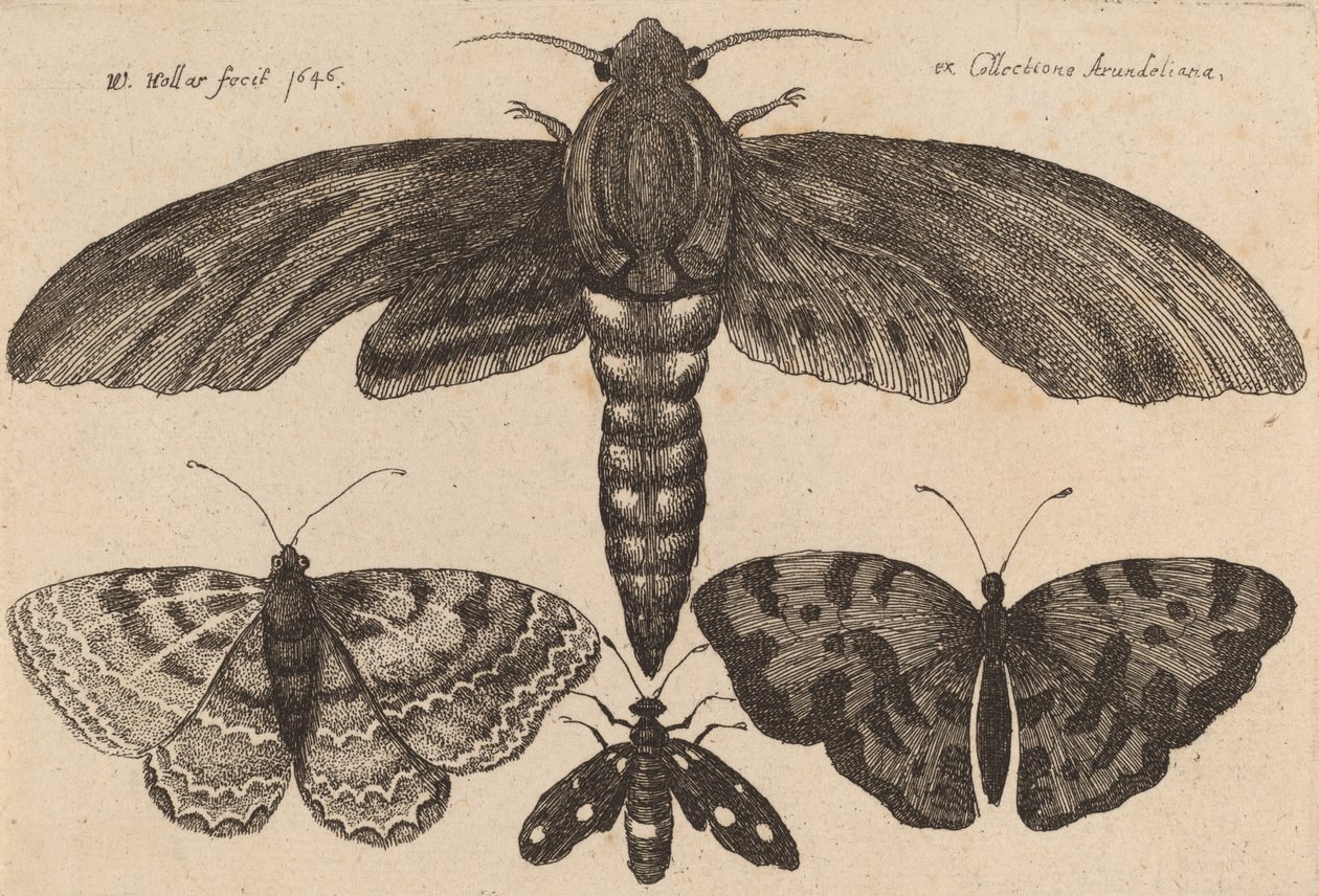 Moly és három pillangó, 1646. alkotó: Wenceslaus Hollar