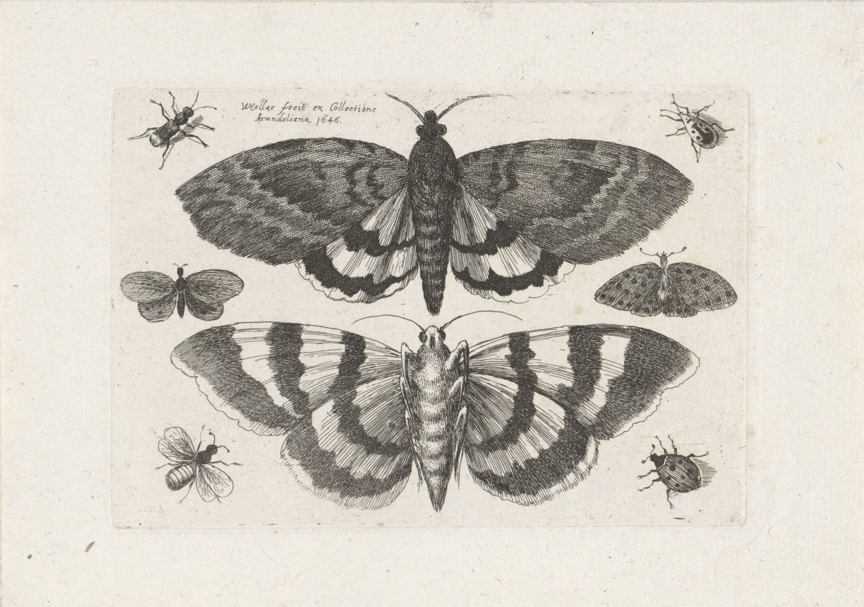Molyok és apró rovarok Rovarok (sorozat címe) Muscarum Scarabeorum (sorozat címe) alkotó: Wenceslaus Hollar