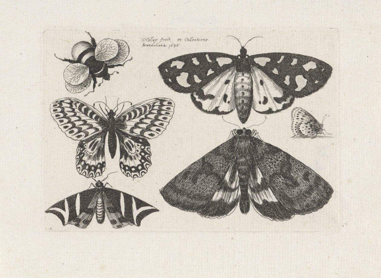 Lepkék, lepkék és egy poszméh Rovarok (sorozat címe) Muscarum Scarabeorum (sorozat címe) alkotó: Wenceslaus Hollar