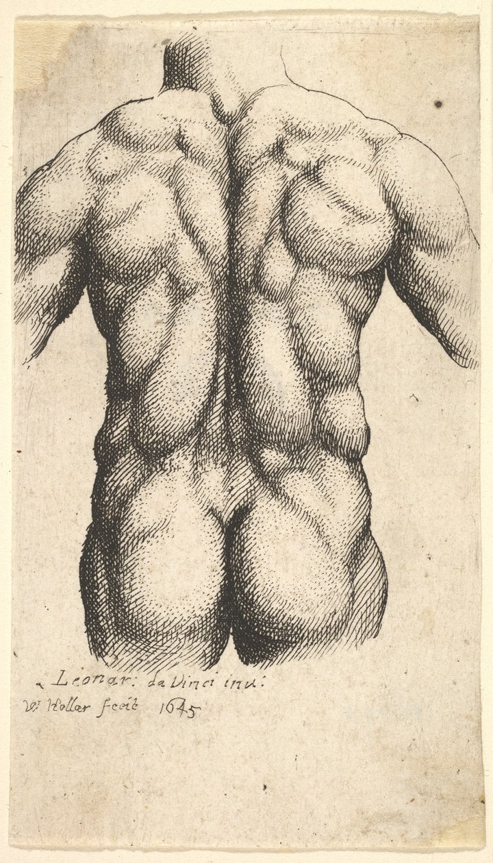 Meztelen férfi törzs hátulról nézve, 1645. alkotó: Wenceslaus Hollar