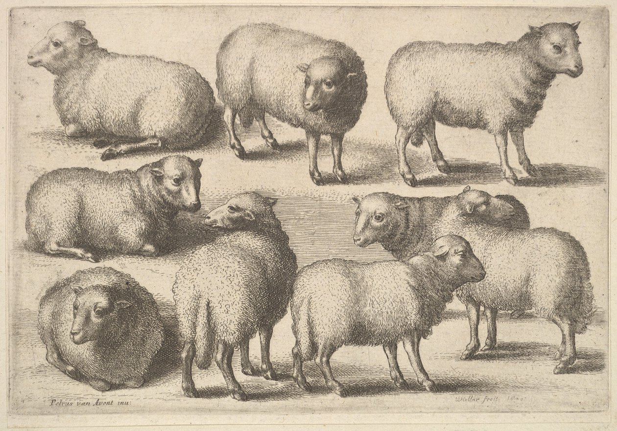 Kilenc bárány, 1646. alkotó: Wenceslaus Hollar