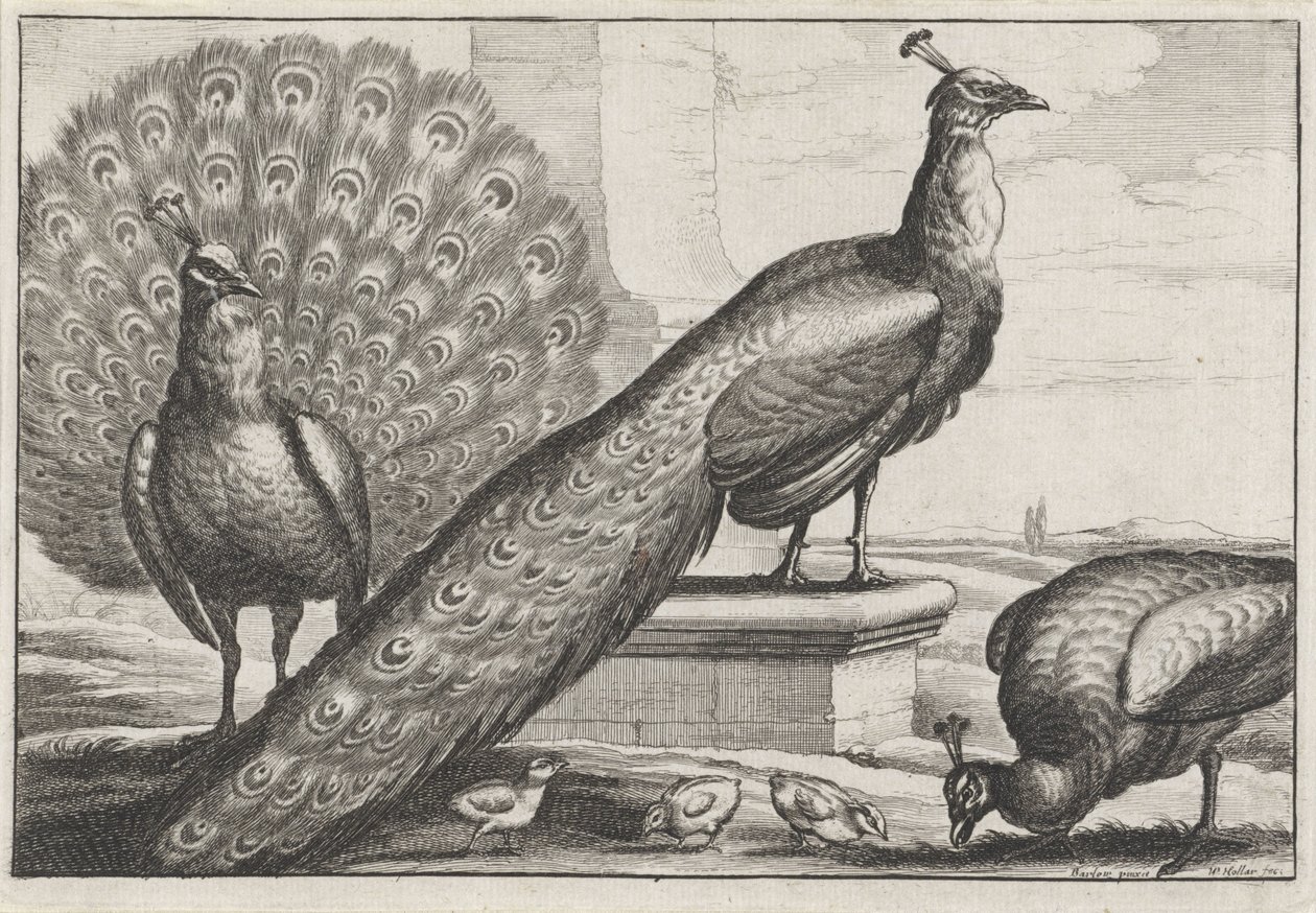 pávák Diversae avium fajok (sorozat címe) Különböző madarak (sorozat címe) alkotó: Wenceslaus Hollar