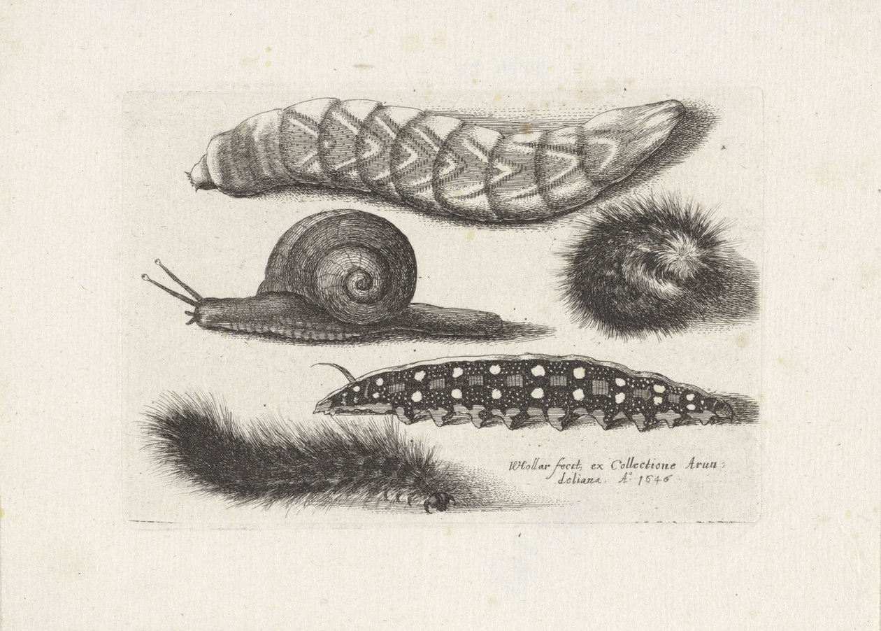 Hernyók és egy csiga Rovarok (sorozat címe) Muscarum Scarabeorum (sorozat címe) alkotó: Wenceslaus Hollar