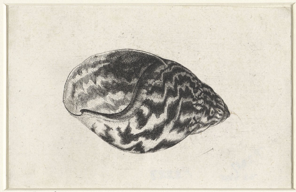 Shell, achatina achatina Shells (sorozat címe) alkotó: Wenceslaus Hollar