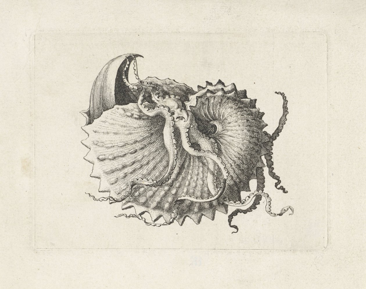Shell, argonauta nodosa Shells (sorozat címe) alkotó: Wenceslaus Hollar