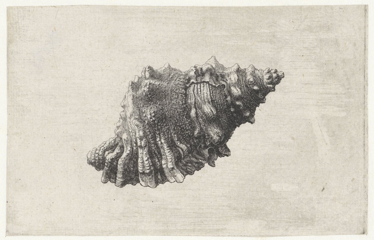 Kagyló, bursa rubeta Shells (sorozat címe) alkotó: Wenceslaus Hollar