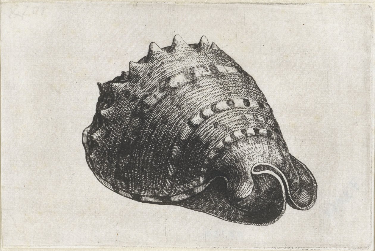 Kagyló, cassis cornuta Shells (sorozat címe) alkotó: Wenceslaus Hollar
