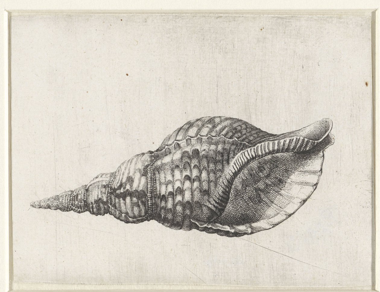 Kagyló, charonia tritonis Shells (sorozat címe) alkotó: Wenceslaus Hollar