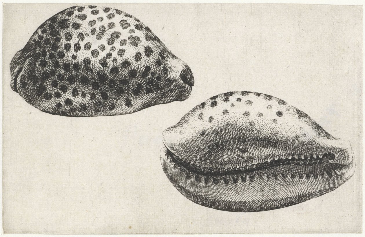Kagyló, cypraea tigris Shells (sorozat címe) alkotó: Wenceslaus Hollar