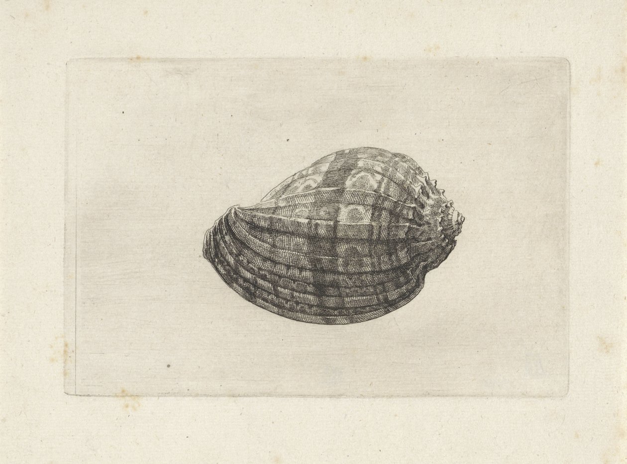 Shell, harpa major Shells (sorozat címe) alkotó: Wenceslaus Hollar