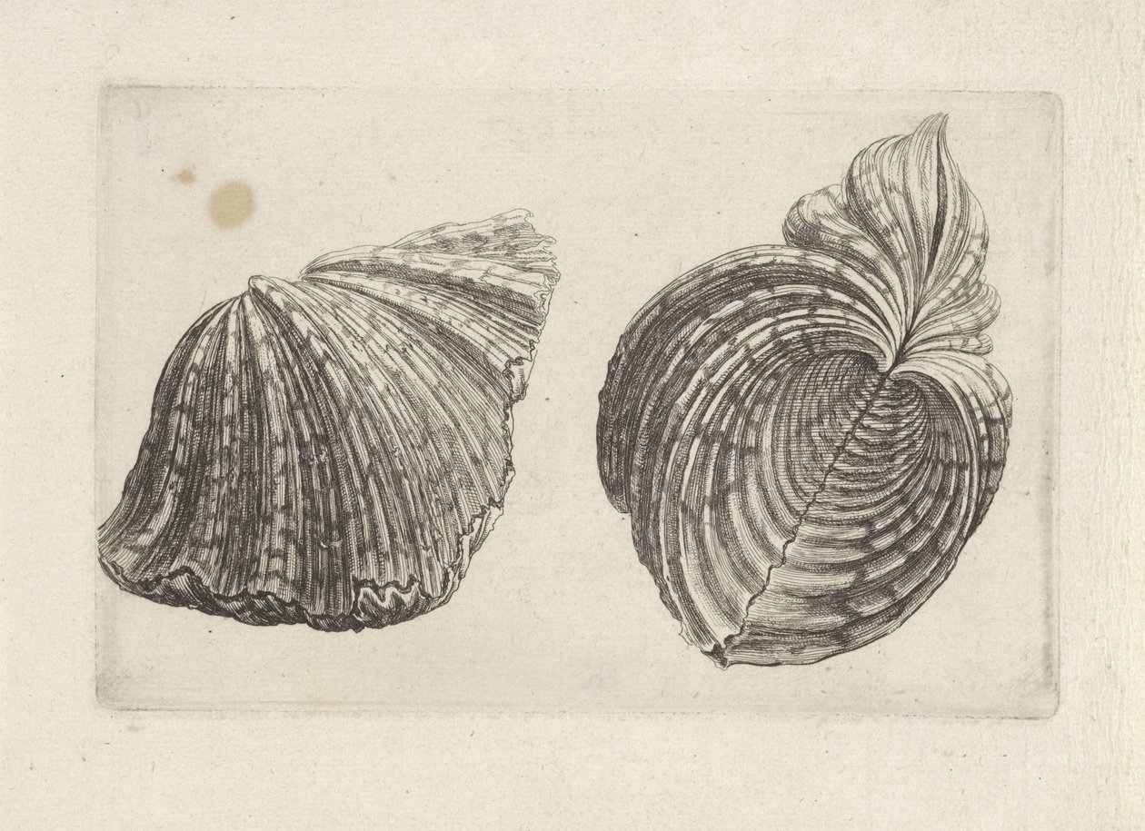 Kagyló, víziló víziló Shells (sorozat címe) alkotó: Wenceslaus Hollar