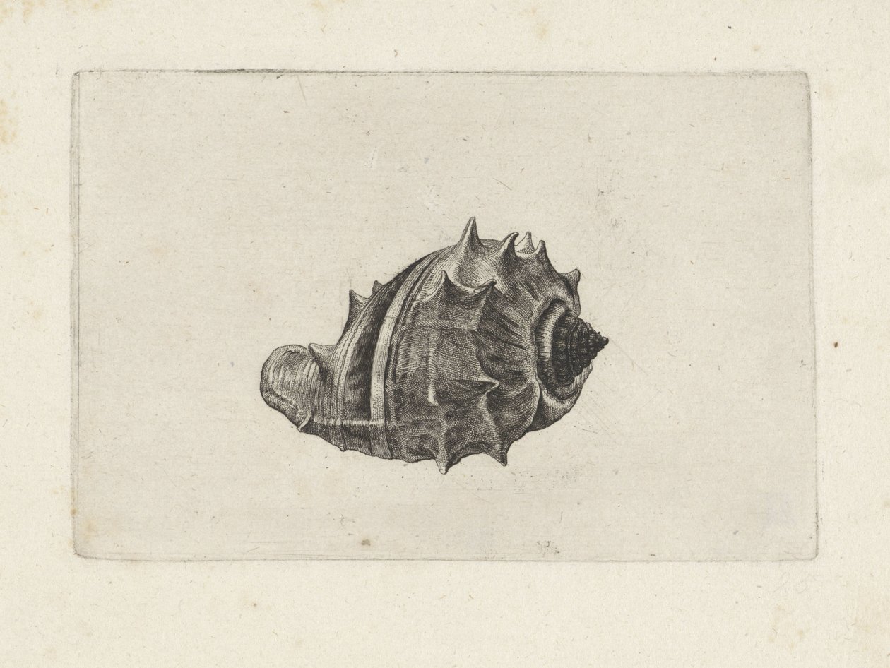 Shell, melongena melongena Shells (sorozat címe) alkotó: Wenceslaus Hollar