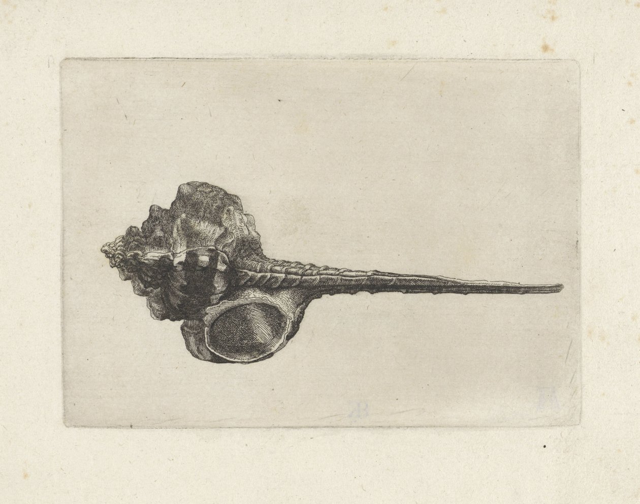 Kagyló, murex haustellum Shells (sorozat címe) alkotó: Wenceslaus Hollar