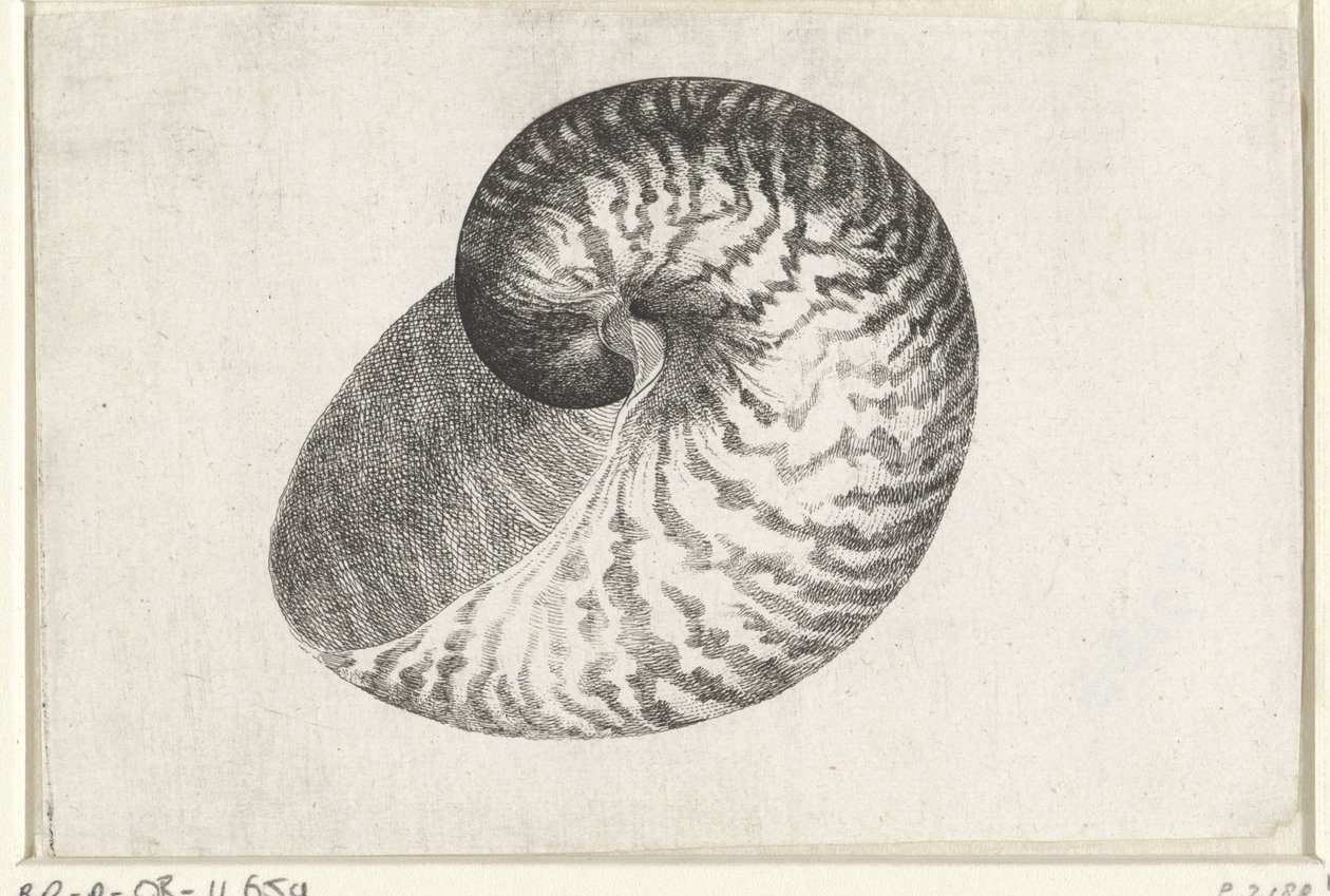 Shell, nautilus pompilius Shells (sorozat címe) alkotó: Wenceslaus Hollar