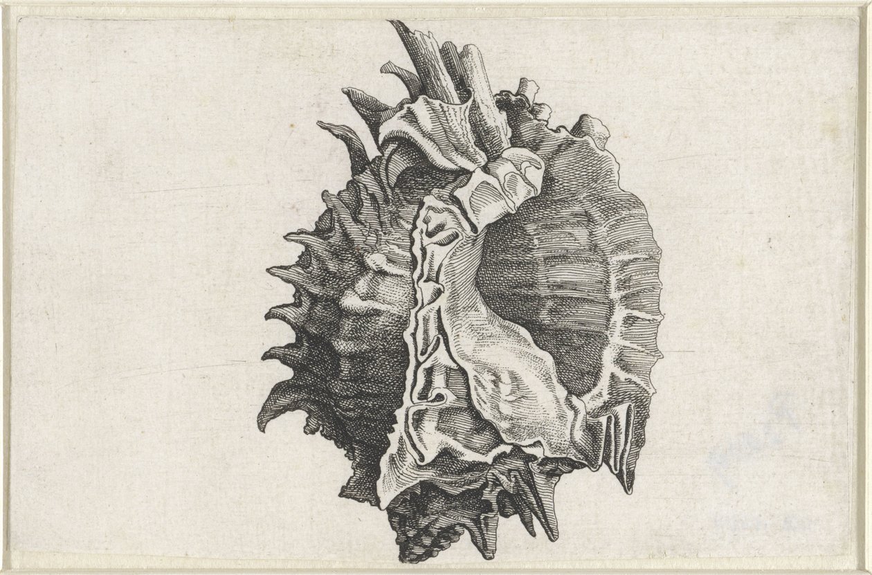 Kagyló, phyllonotus erythrostomus Shells (sorozat címe) alkotó: Wenceslaus Hollar