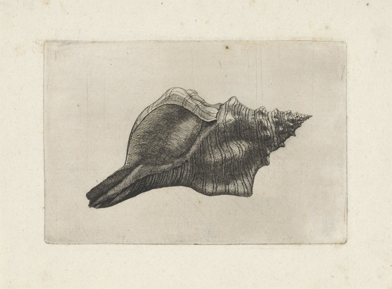 Kagyló, pleuroploca trapéz Shells (sorozat címe) alkotó: Wenceslaus Hollar