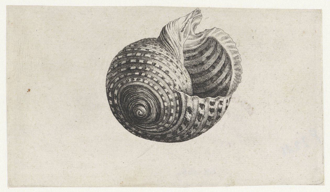 Shell, tonna dolium Shells (sorozat címe) alkotó: Wenceslaus Hollar