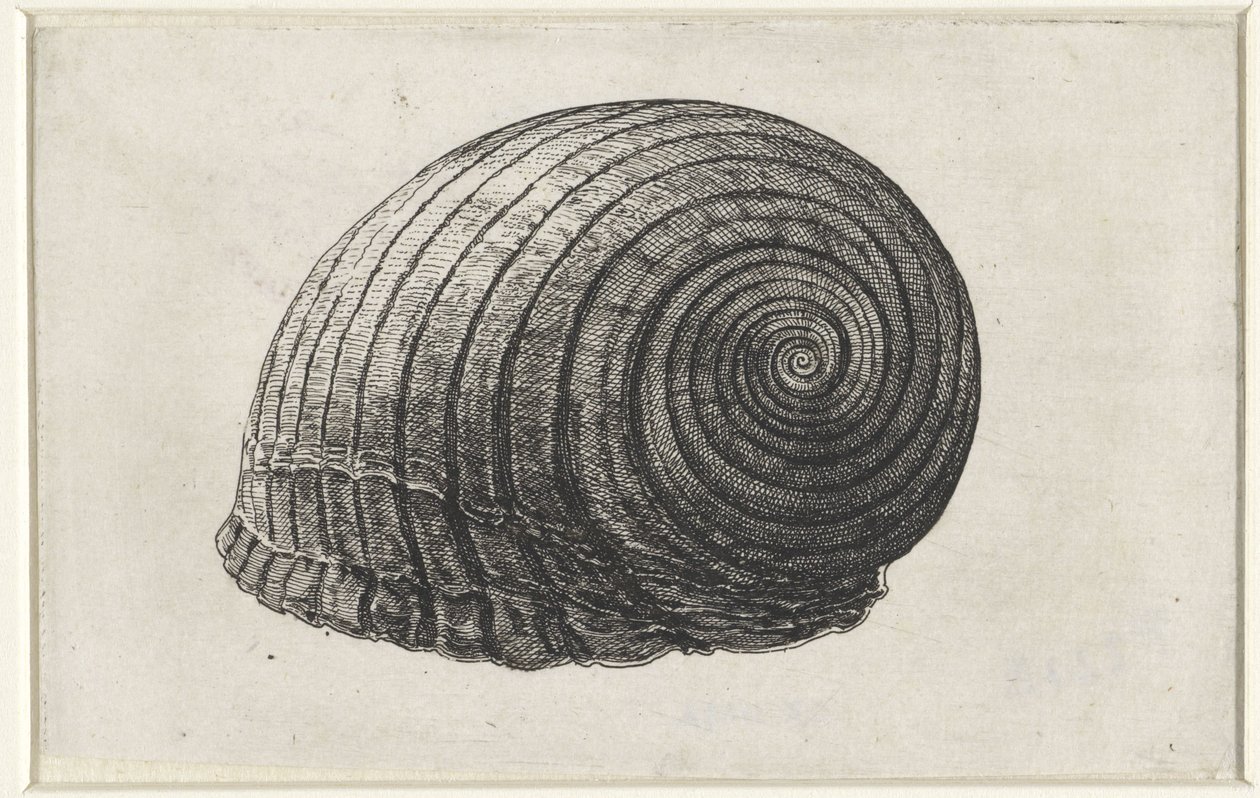 Shell, tonna galea Shells (sorozat címe) alkotó: Wenceslaus Hollar