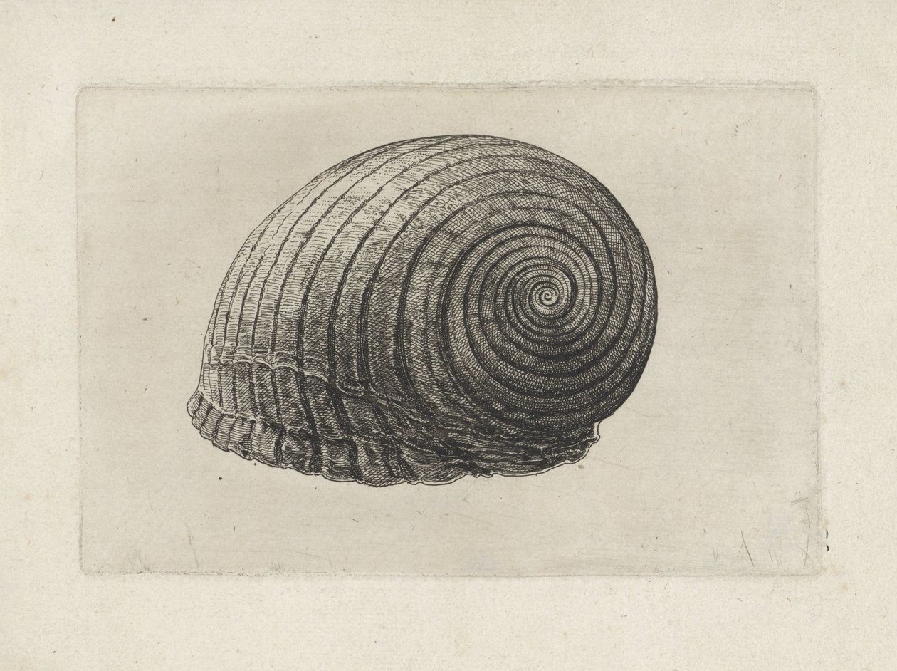 Shell, tonna galea Shells (sorozat címe) alkotó: Wenceslaus Hollar