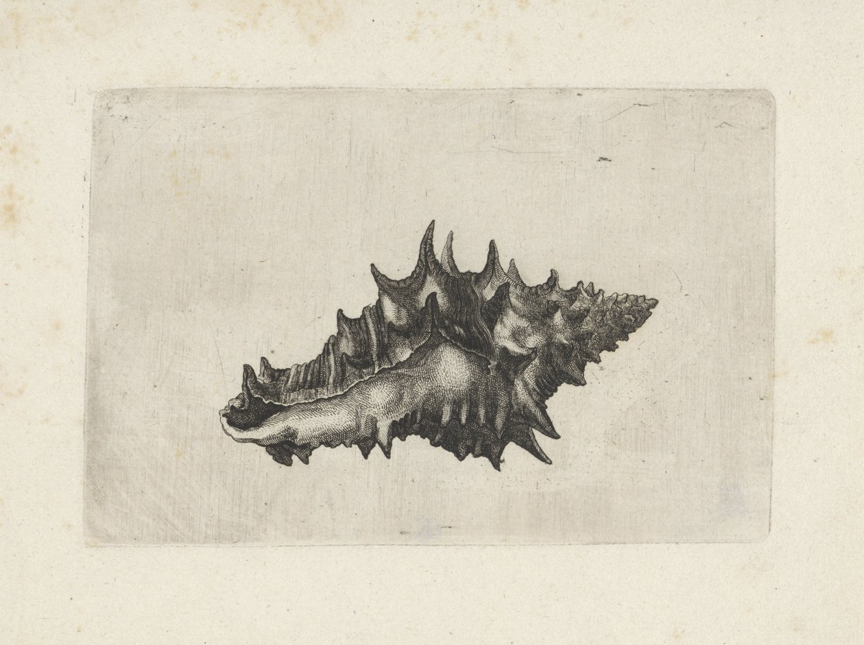 Kagyló, váza kerámia Shells (sorozat címe) alkotó: Wenceslaus Hollar