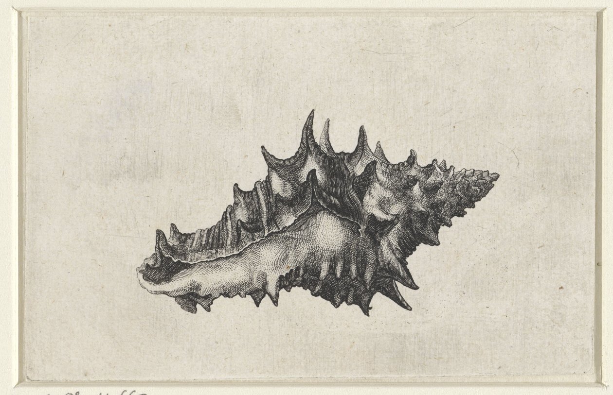 Kagyló, vasum ceramicum Shells (sorozat címe) alkotó: Wenceslaus Hollar