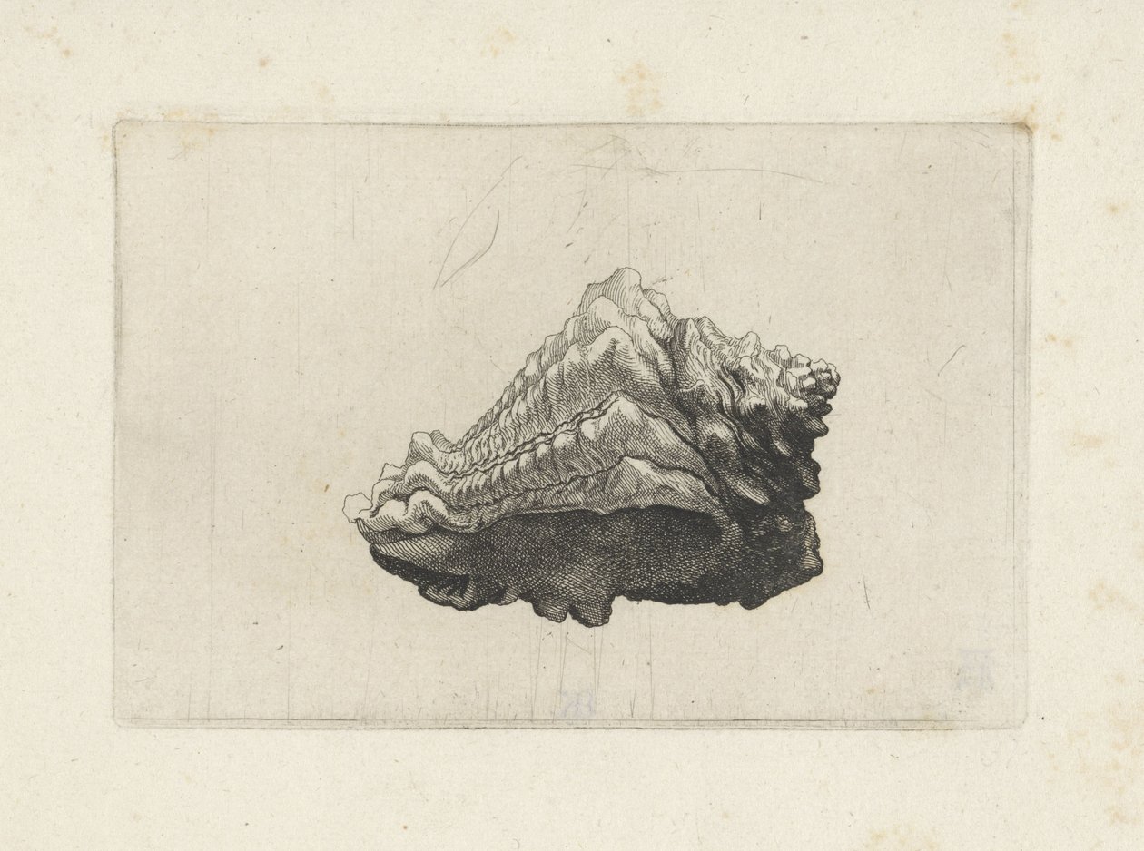 Kagyló, vasum muricatum született Shells (sorozat címe) alkotó: Wenceslaus Hollar