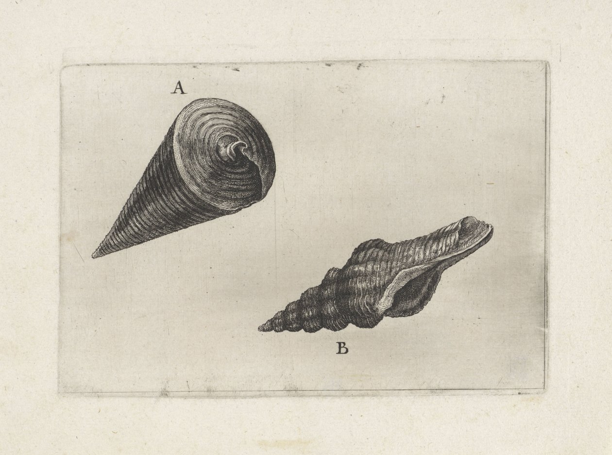 Kagylók, telescopium telescopium (A) és fusinus laticostatus (B) Shells (sorozat címe) alkotó: Wenceslaus Hollar