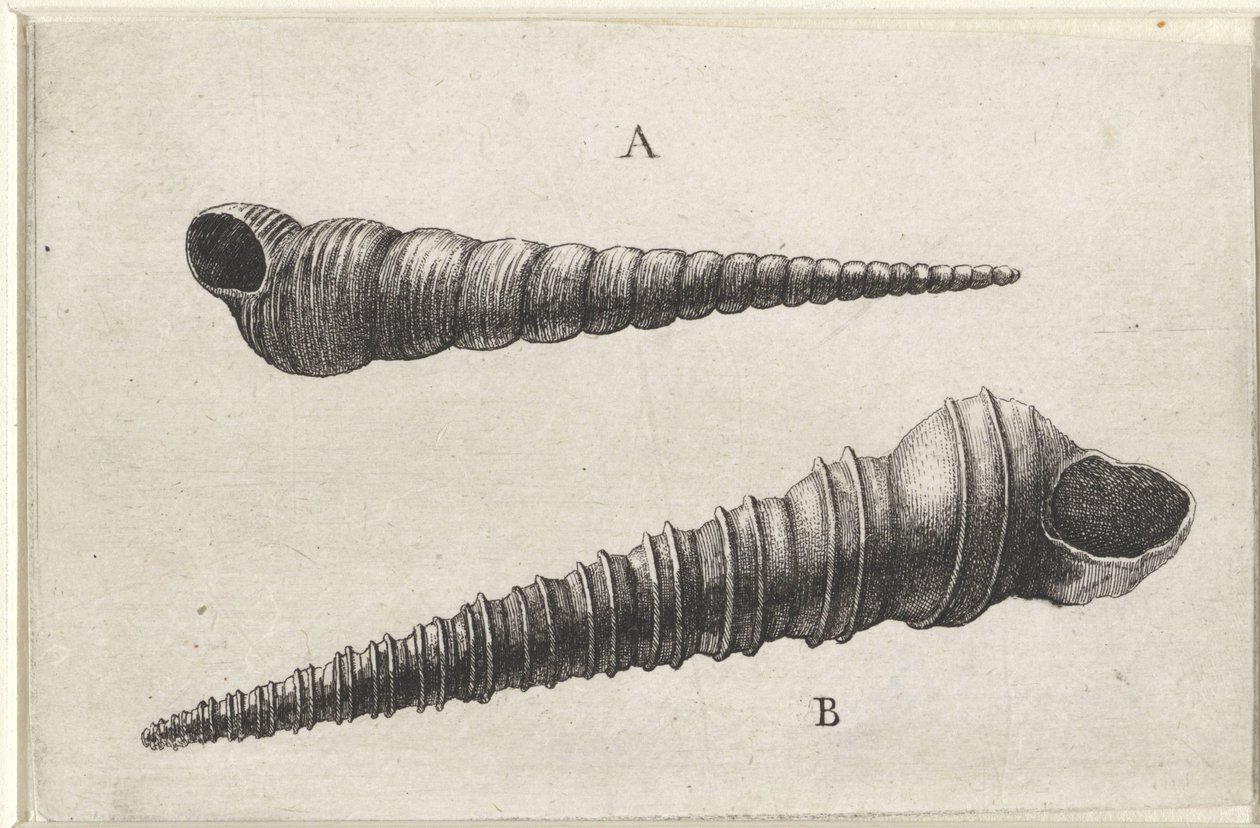 Kagylók, turritella terebra (A) és turritella duplicata (B) Shells (sorozat címe) alkotó: Wenceslaus Hollar