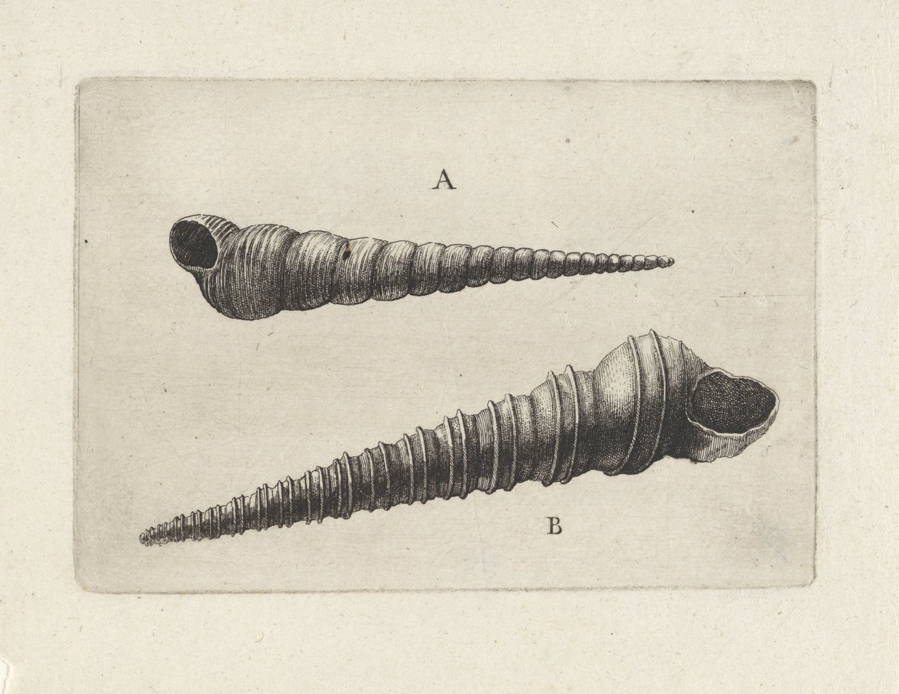 Kagylók, turritella terebra (A) és turritella duplicata (B) Shells (sorozat címe) alkotó: Wenceslaus Hollar