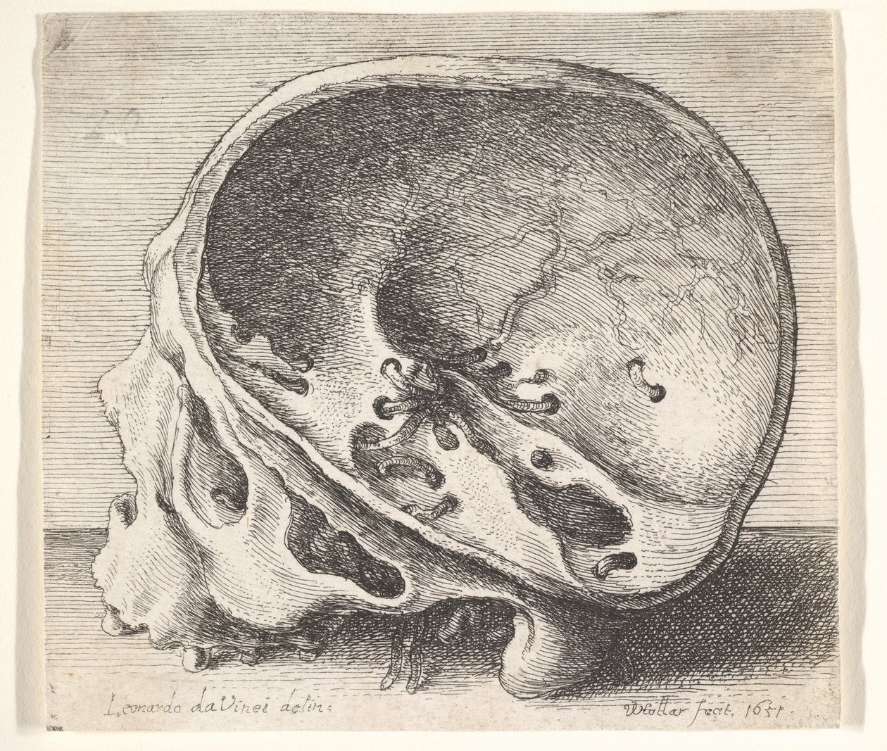 Balra metszett koponya, a koponya bal oldalával eltávolítva, 1651. alkotó: Wenceslaus Hollar