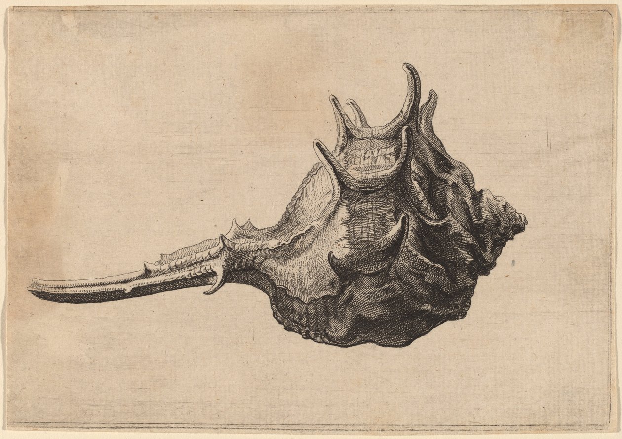 Shell (Murex brandaris) alkotó: Wenceslaus Hollar