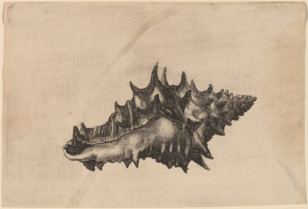 Kagyló (Vasum ceramicum) alkotó: Wenceslaus Hollar