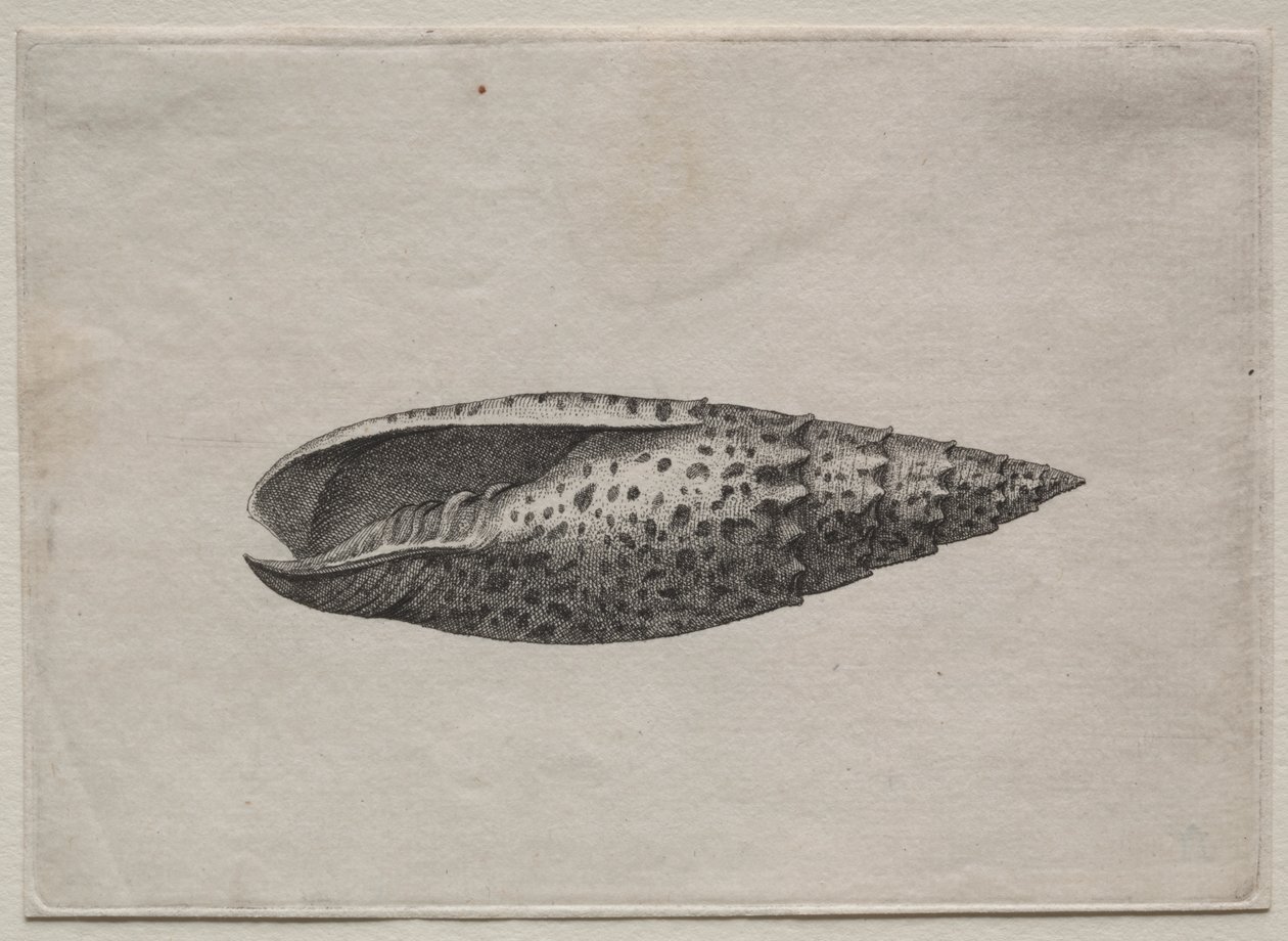 Kagylók: Mitra papalis L alkotó: Wenceslaus Hollar