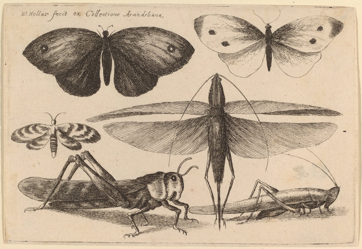 Hat rovar alkotó: Wenceslaus Hollar