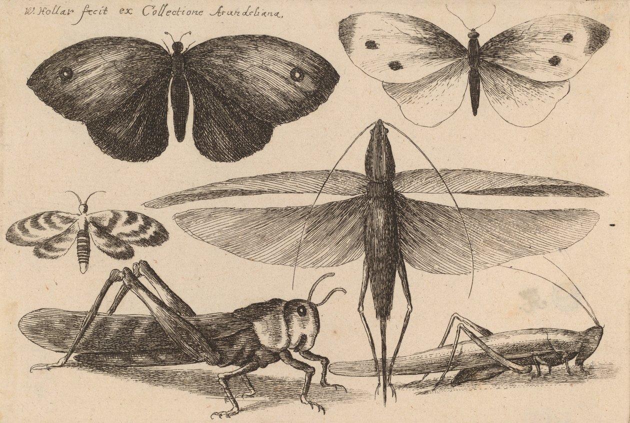 Hat rovar, 1646. alkotó: Wenceslaus Hollar