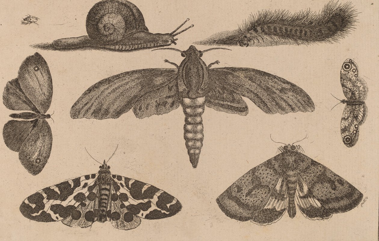 Hat rovar, egy hernyó és egy csiga. alkotó: Wenceslaus Hollar