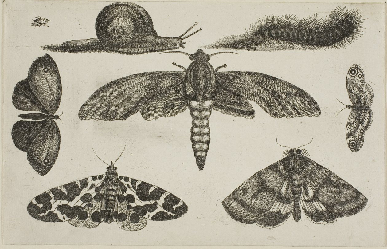 Hat rovar, egy hernyó és egy csiga alkotó: Wenceslaus Hollar
