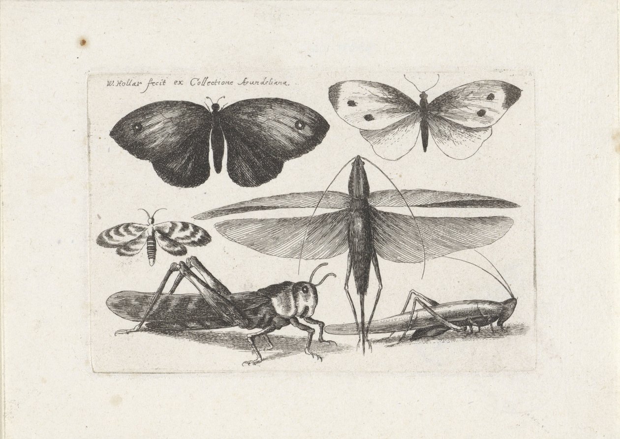 Szöcskék és Pillangók Rovarok (sorozat címe) Muscarum Scarabeorum (sorozat címe) alkotó: Wenceslaus Hollar