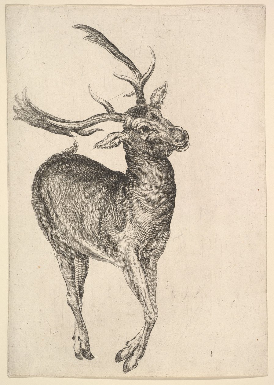 Szarvasbika, 1625-77. alkotó: Wenceslaus Hollar