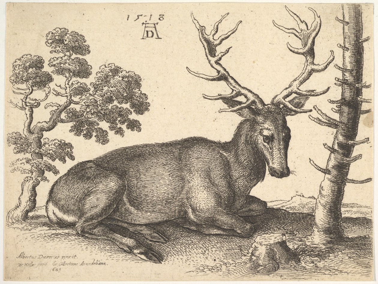 Jobbra fekvő szarvasbika, 1649. alkotó: Wenceslaus Hollar