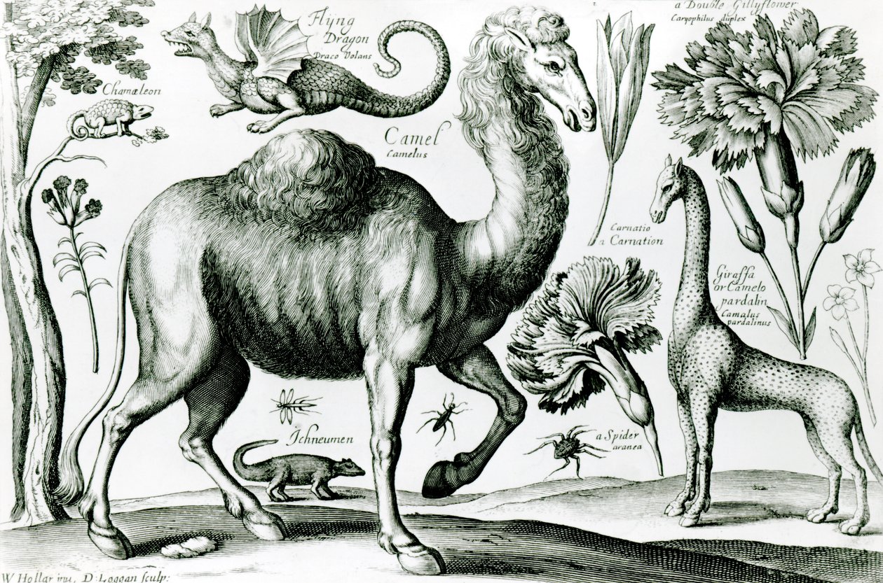 Tanulmány az állatokról és a virágokról, metszett D. Loggan alkotó: Wenceslaus Hollar