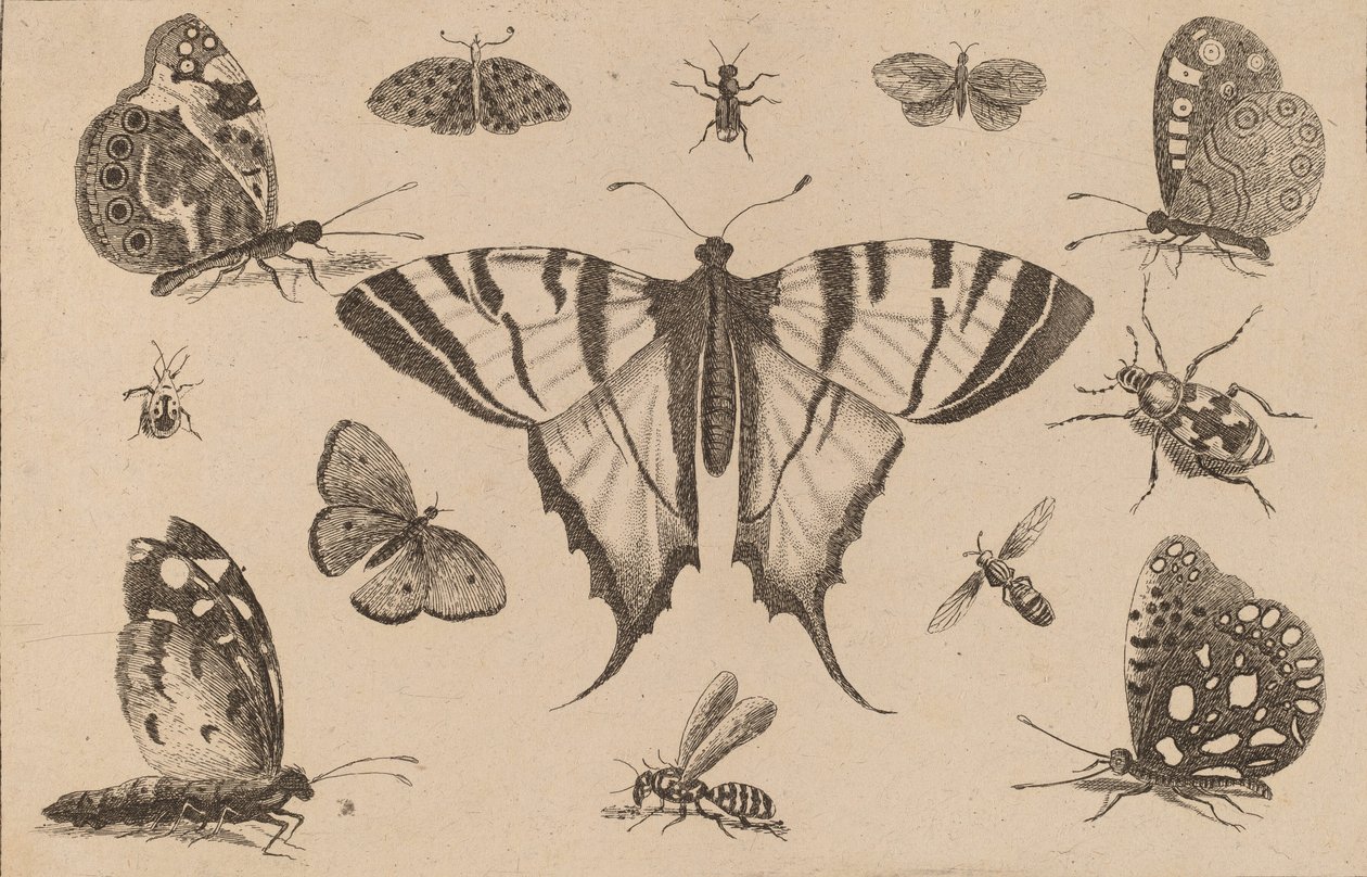 Fecskefarkú pillangó és tizenkét másik rovar. alkotó: Wenceslaus Hollar