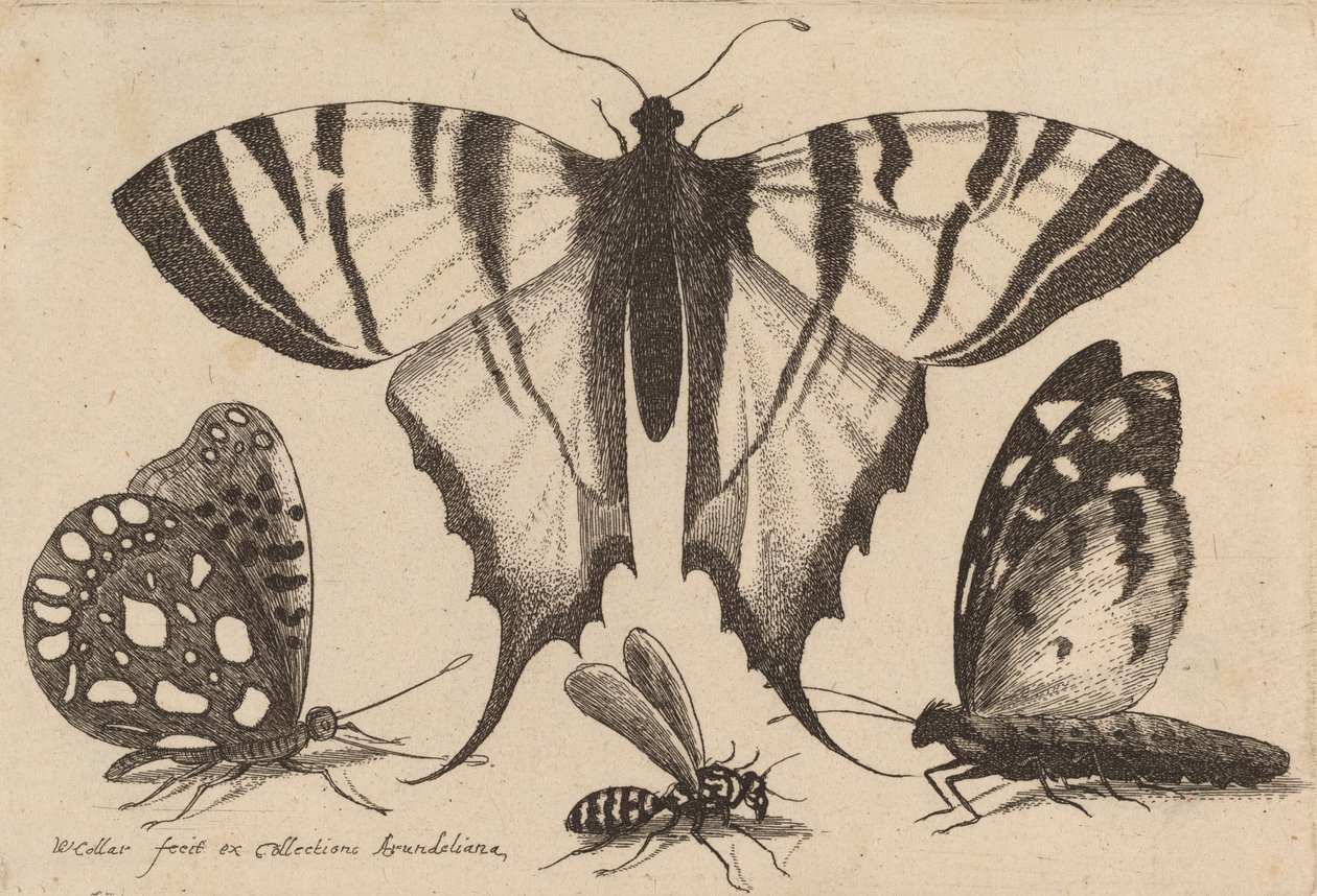 Három pillangó és egy darázs, 1646. alkotó: Wenceslaus Hollar