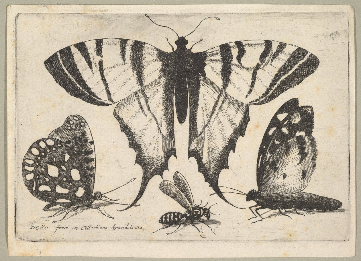 Három pillangó és egy darázs, 1646. alkotó: Wenceslaus Hollar